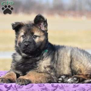 Joy, German Shepherd Puppy